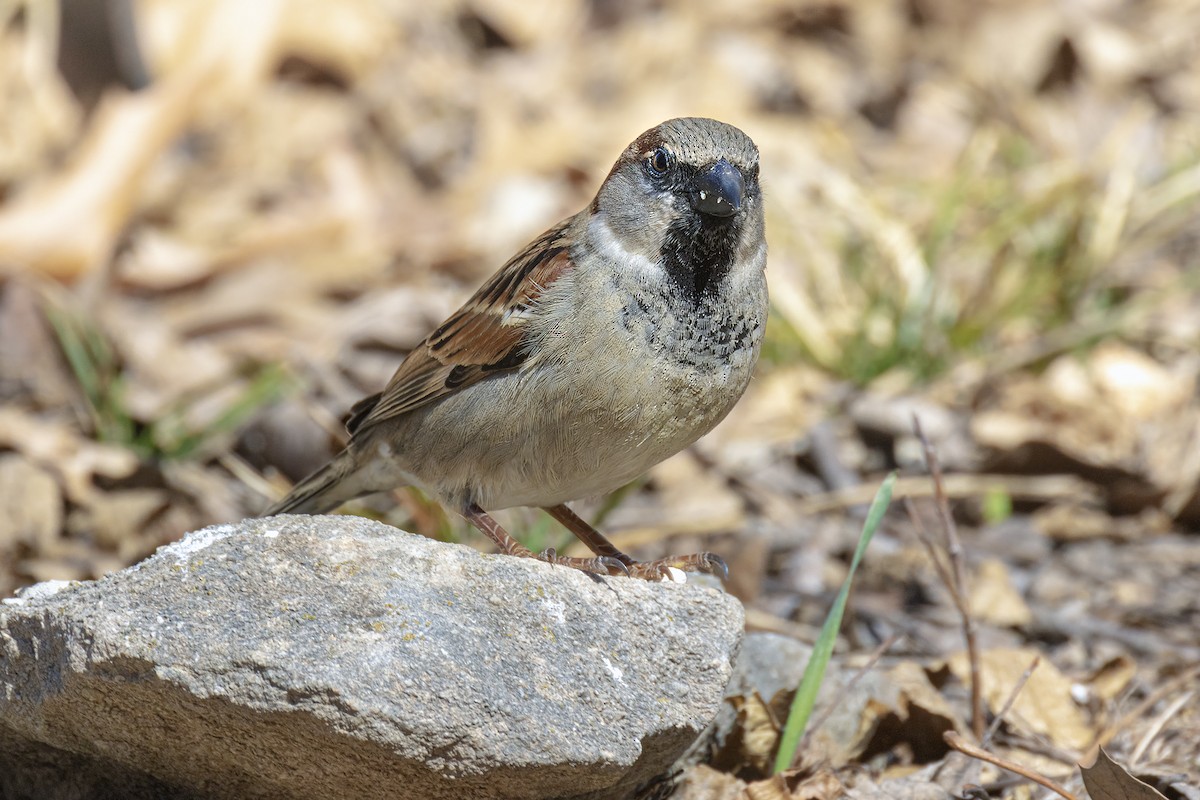 House Sparrow - ML622074186