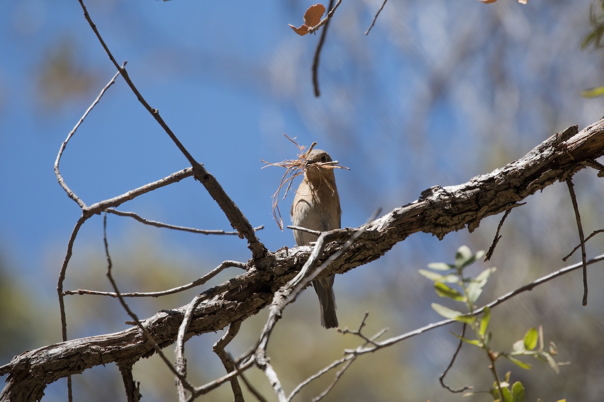 Eastern Bluebird - ML622074187