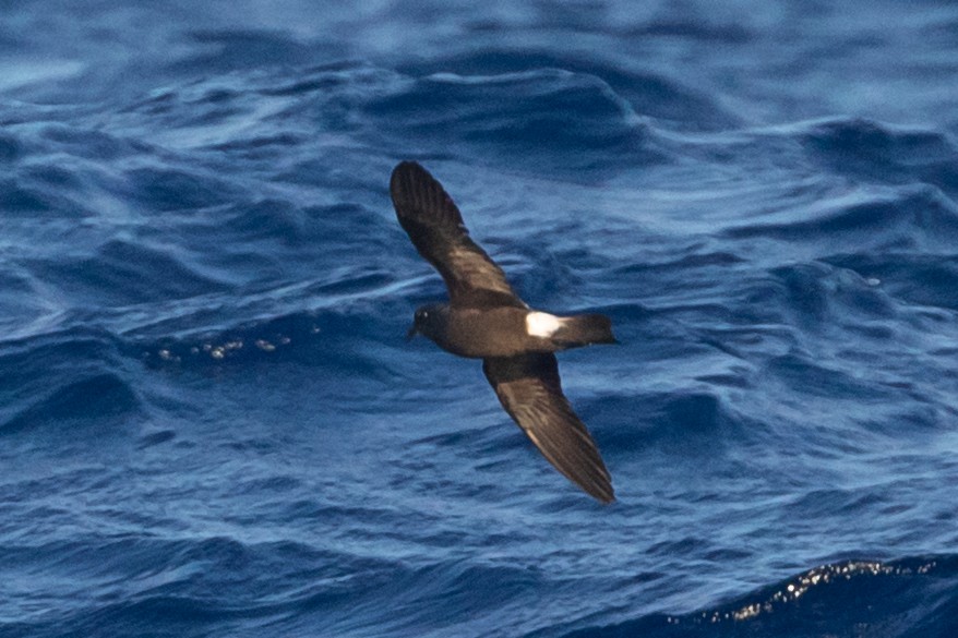 Band-rumped Storm-Petrel - ML622074193