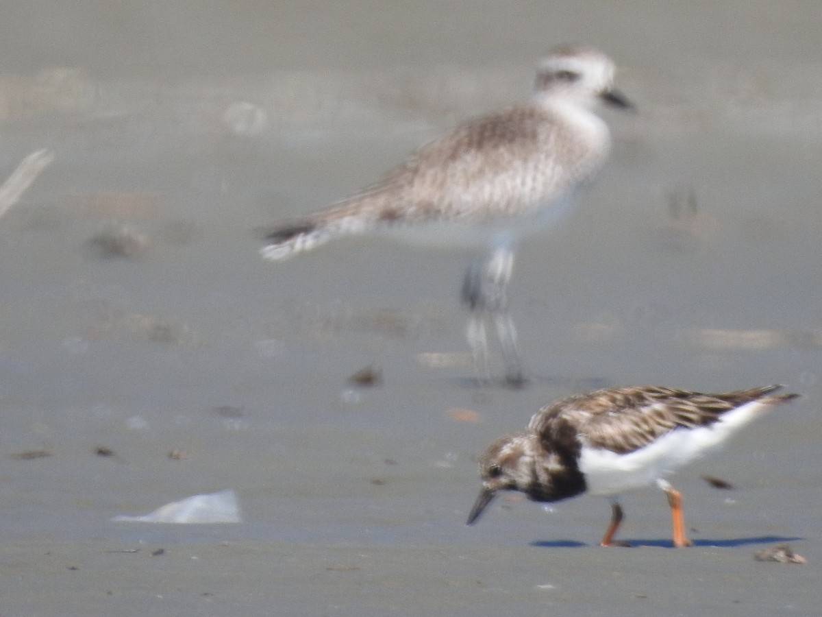 Ruddy Turnstone - ML622074208