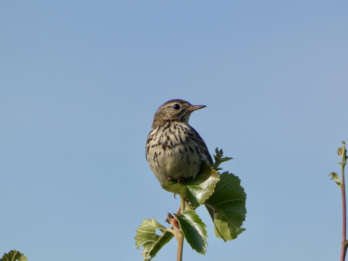 Meadow Pipit - ML622074209