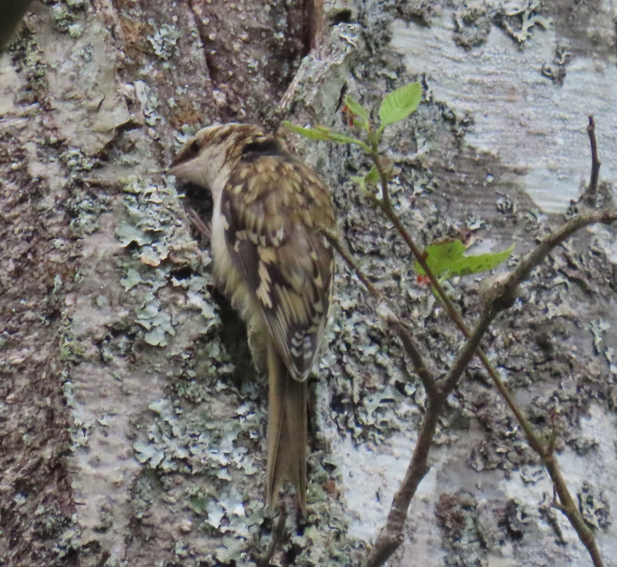 Brown Creeper - ML622074218