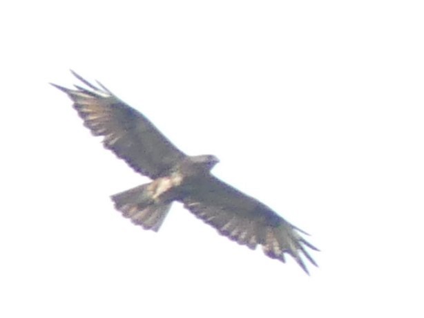 Eastern Buzzard - Alain Sylvain