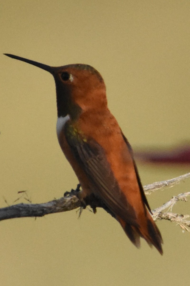 Rufous Hummingbird - ML622074233