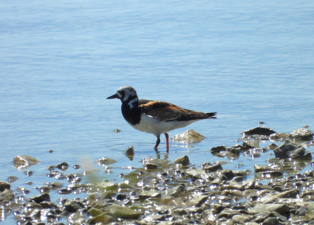 Ruddy Turnstone - ML622074234