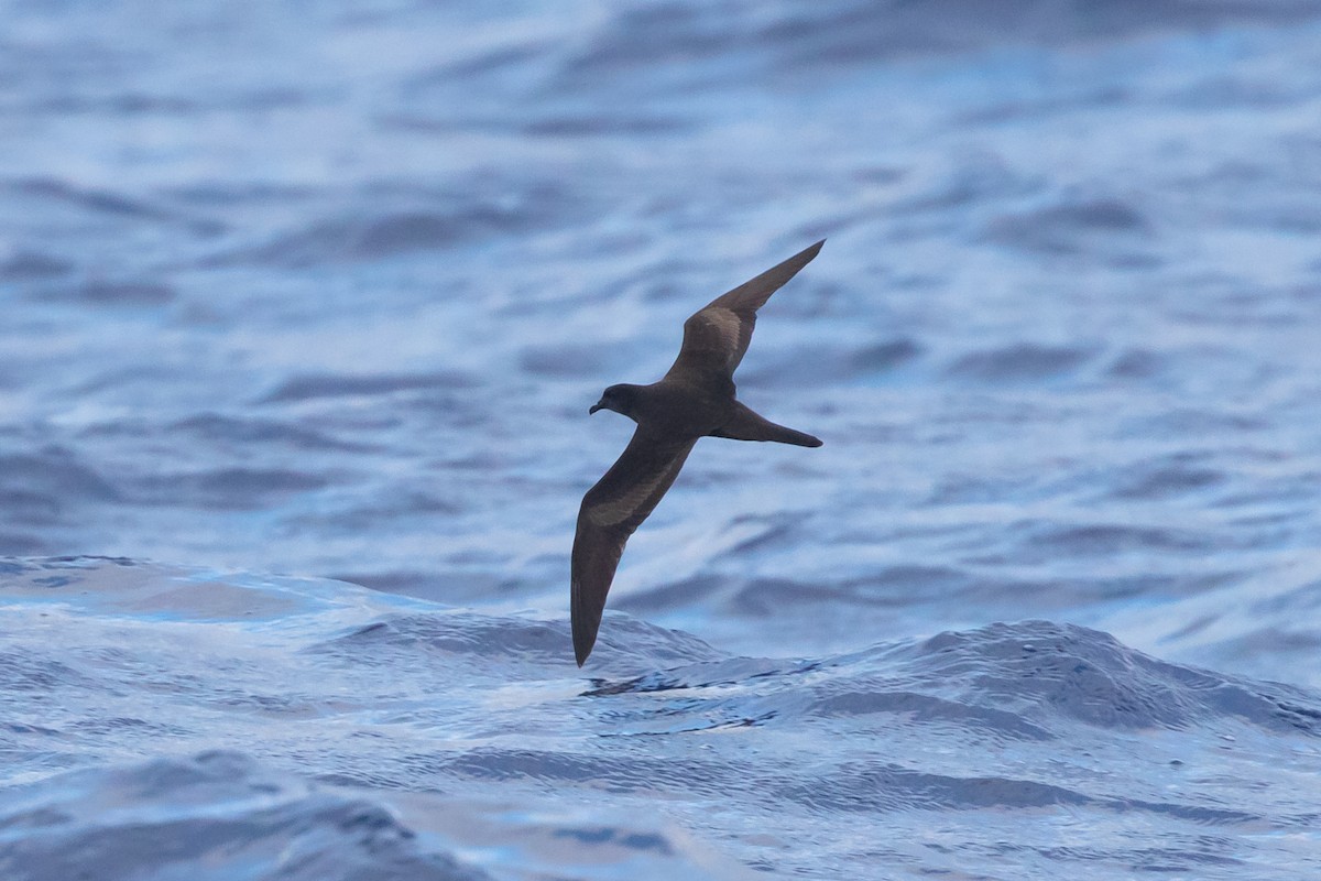 Bulwer's Petrel - ML622074239