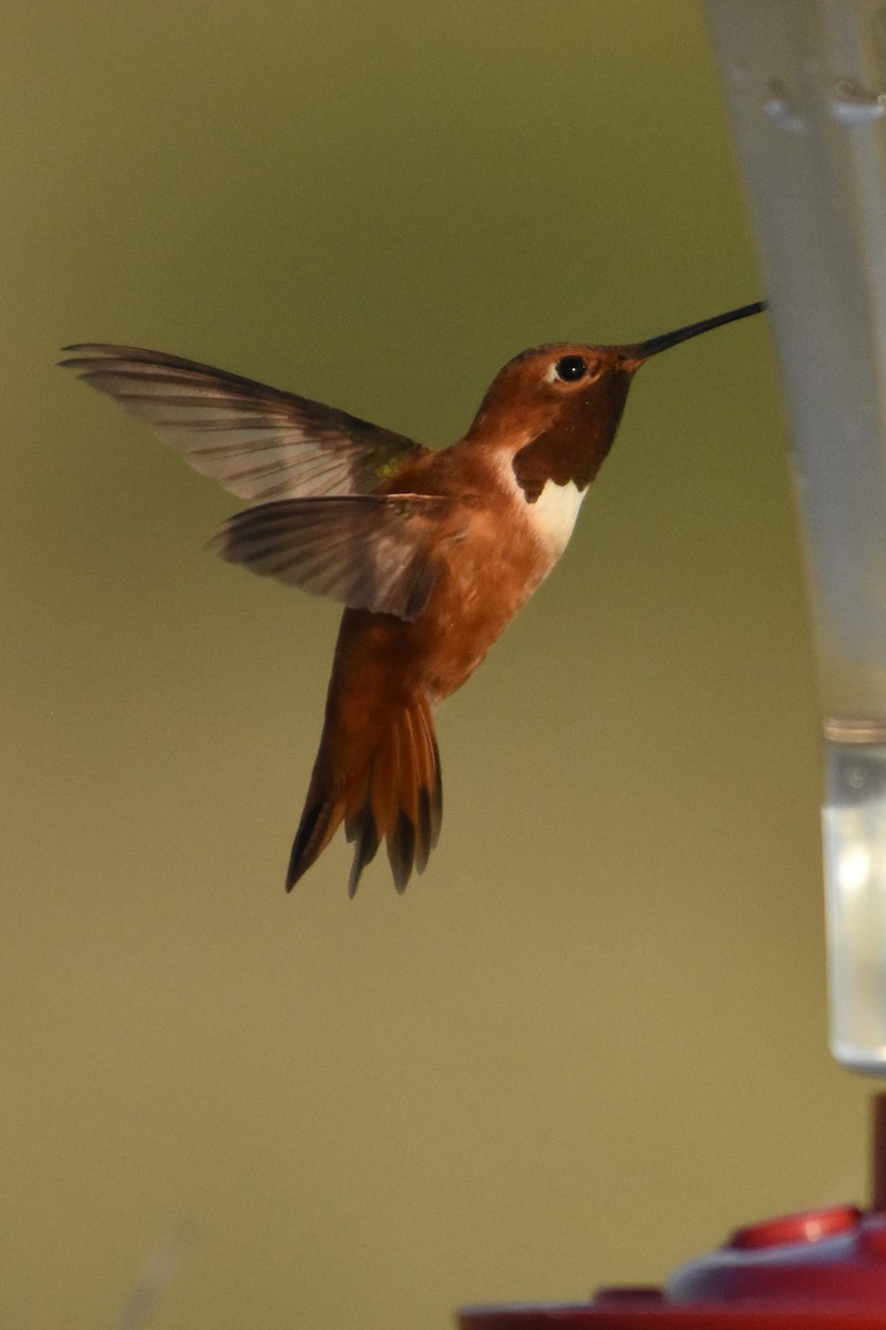 Rufous Hummingbird - ML622074244