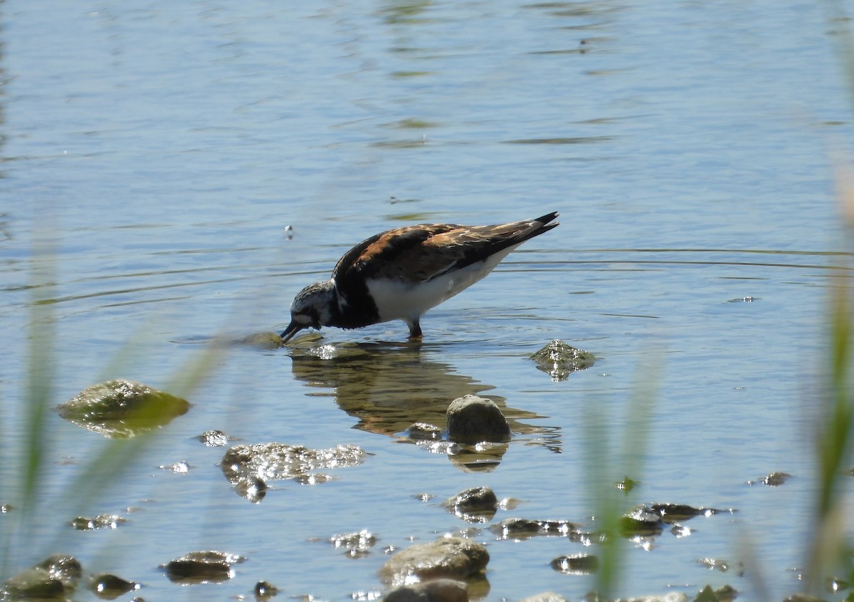 Ruddy Turnstone - ML622074293