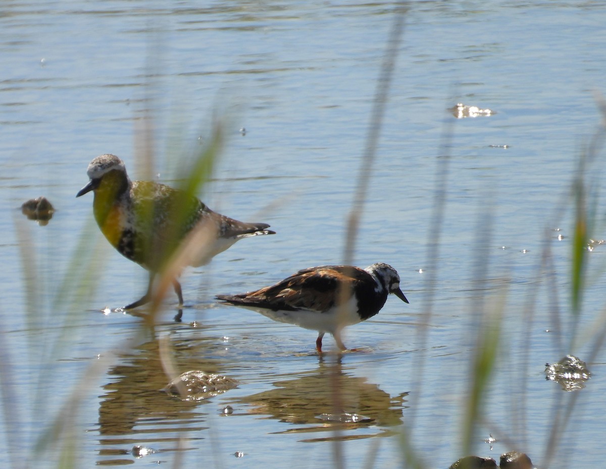 Ruddy Turnstone - Adam Wilczek