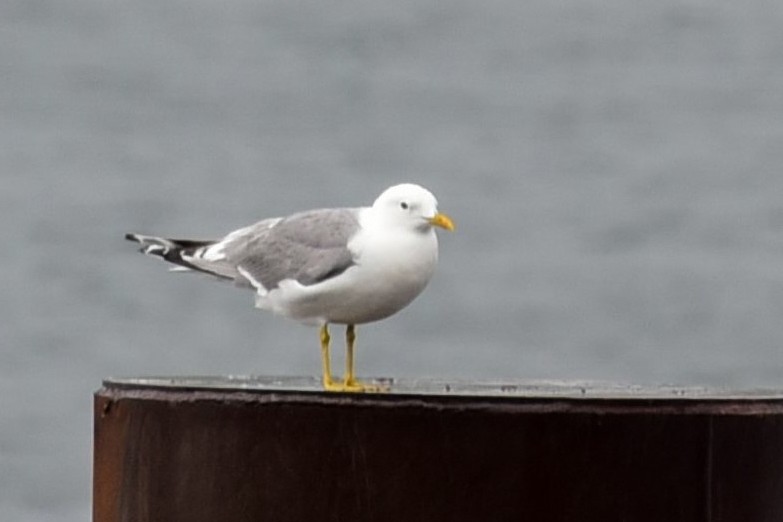 Short-billed Gull - ML622074303