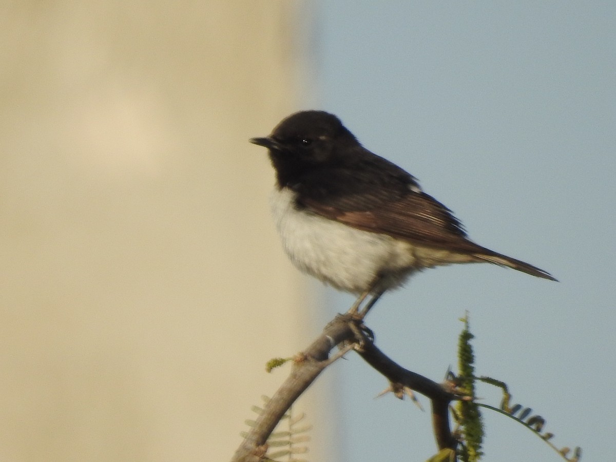 Hume's Wheatear - ML622074318