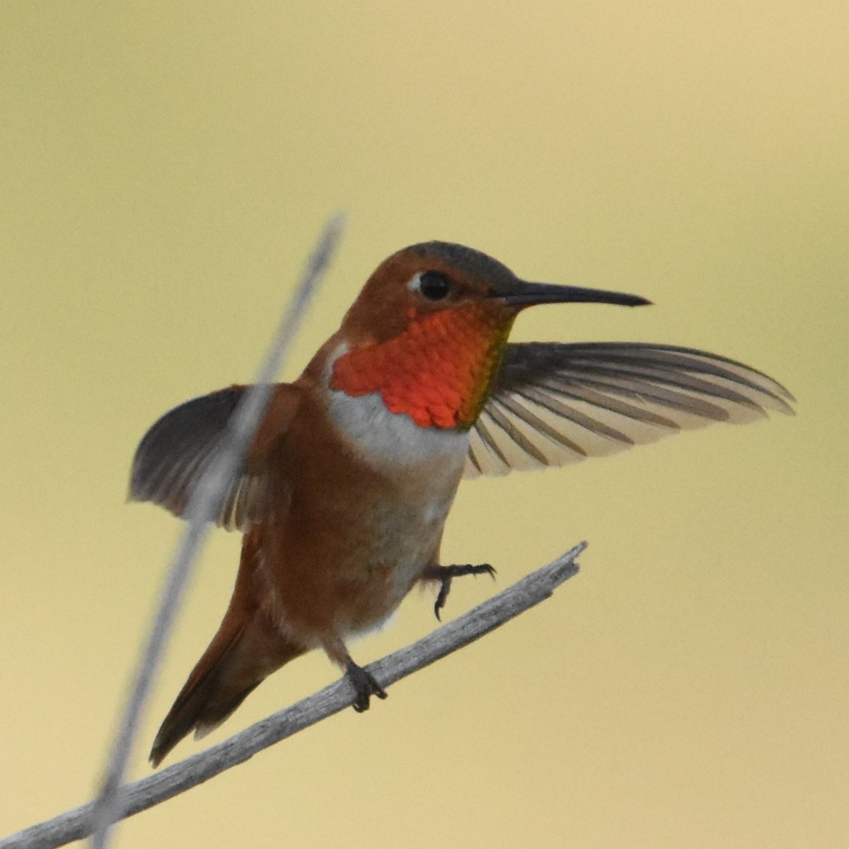 Rufous Hummingbird - ML622074336