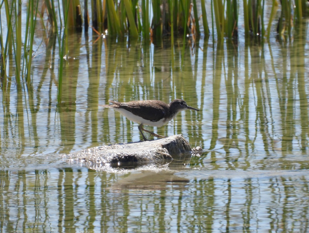 Green Sandpiper - ML622074348