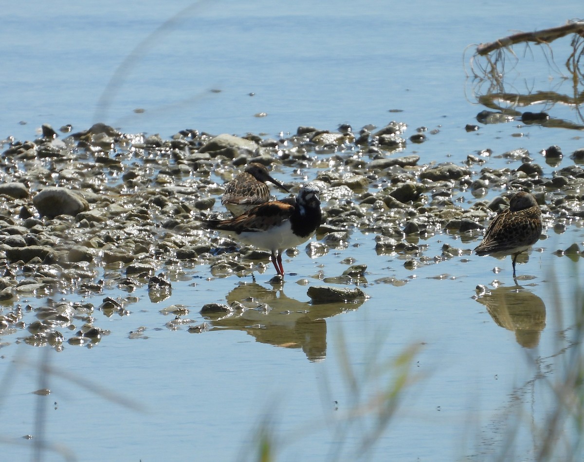 Ruddy Turnstone - ML622074388