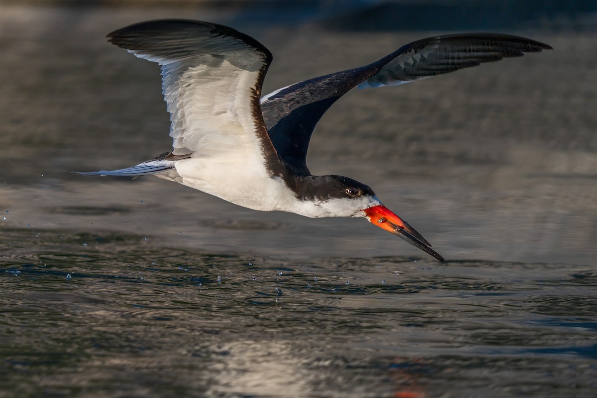 Black Skimmer - ML622074405
