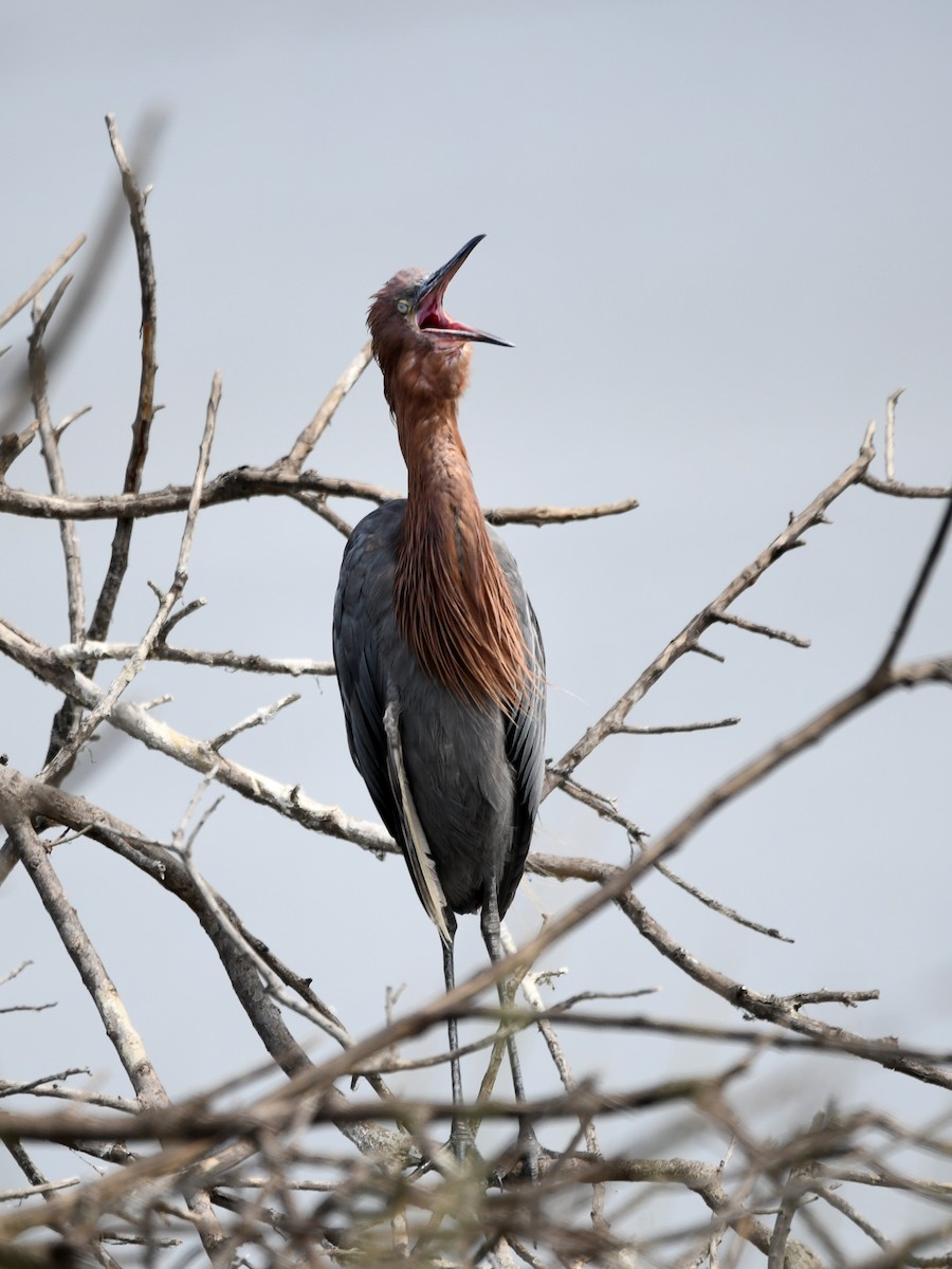 Reddish Egret - Doug Lithgow