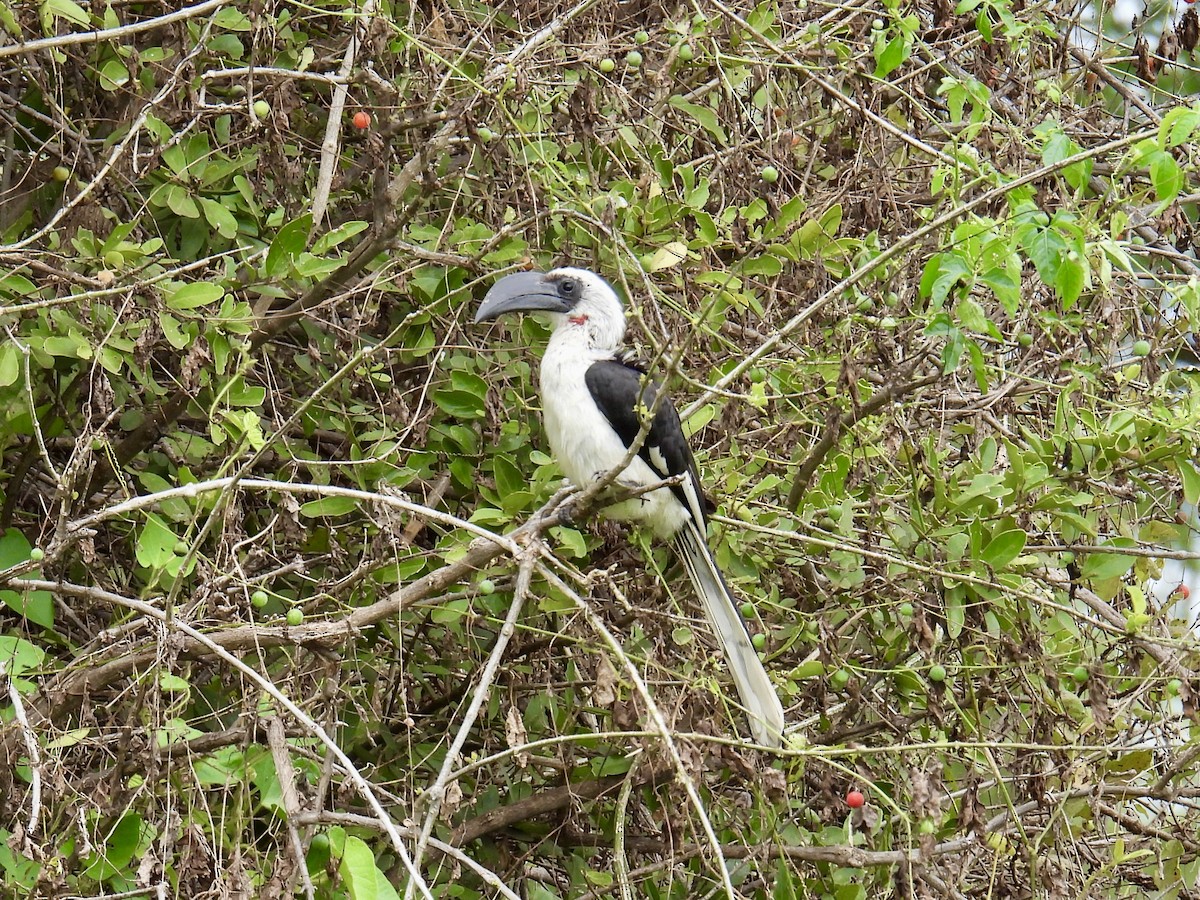 Von der Decken's Hornbill - ML622074427