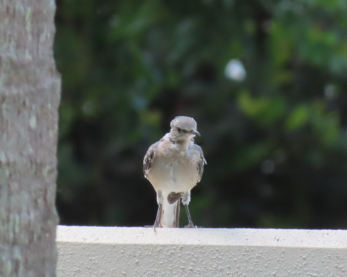 Northern Mockingbird - Laurie Witkin