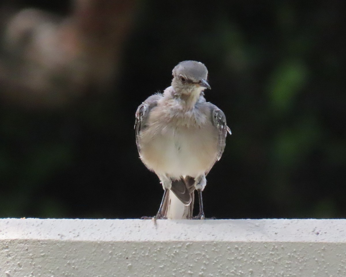 Northern Mockingbird - ML622074430