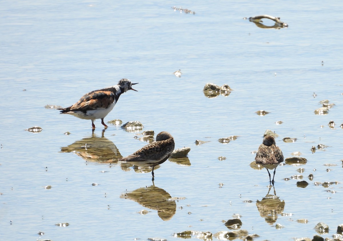 Ruddy Turnstone - ML622074442