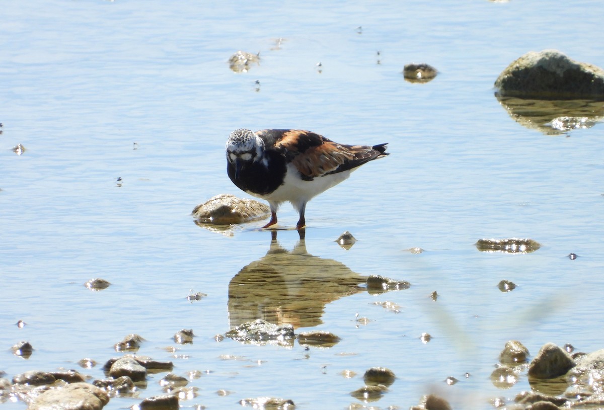 Ruddy Turnstone - ML622074443