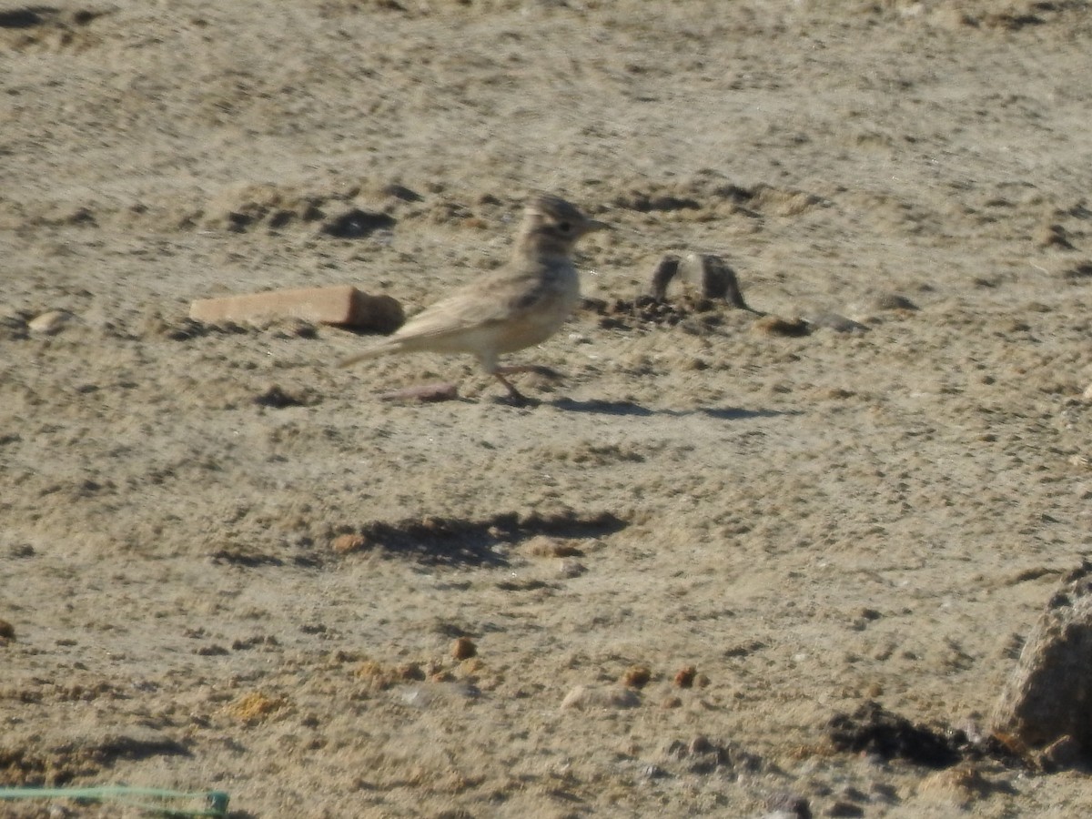 Sand Lark - ML622074464