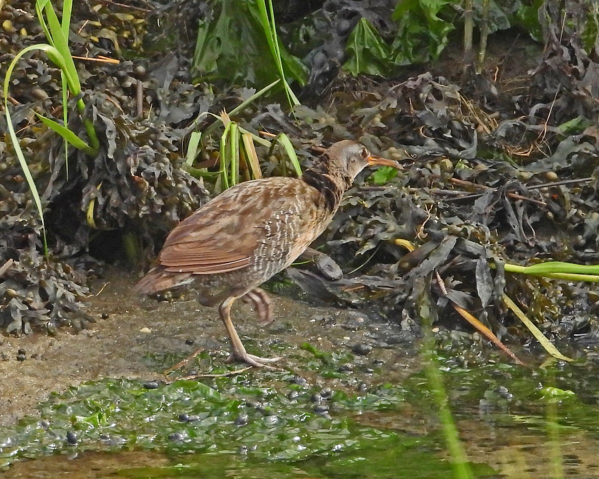 Clapper Rail - ML622074465