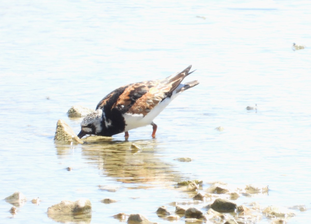 Ruddy Turnstone - ML622074504