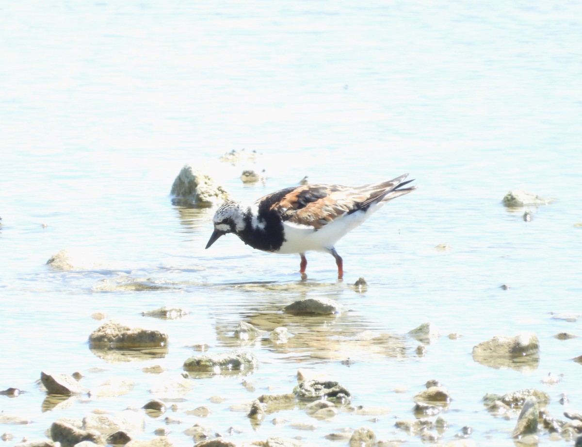 Ruddy Turnstone - Adam Wilczek