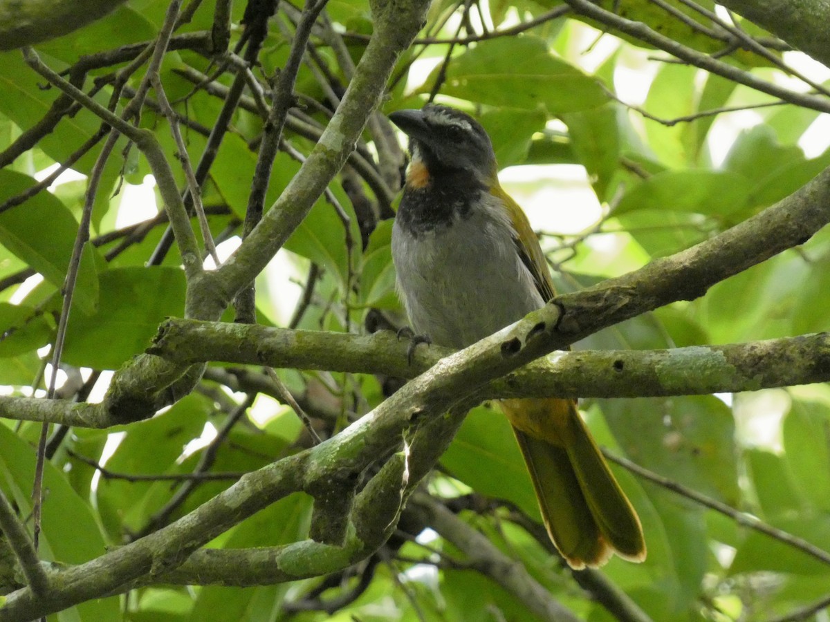 Buff-throated Saltator - ML622074506