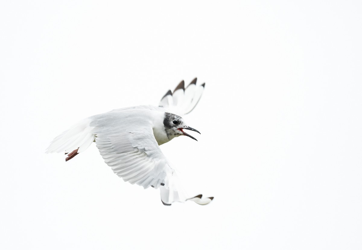 racek Bonapartův - ML622074507