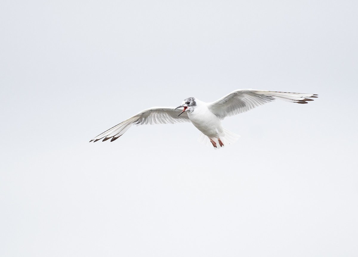 racek Bonapartův - ML622074508