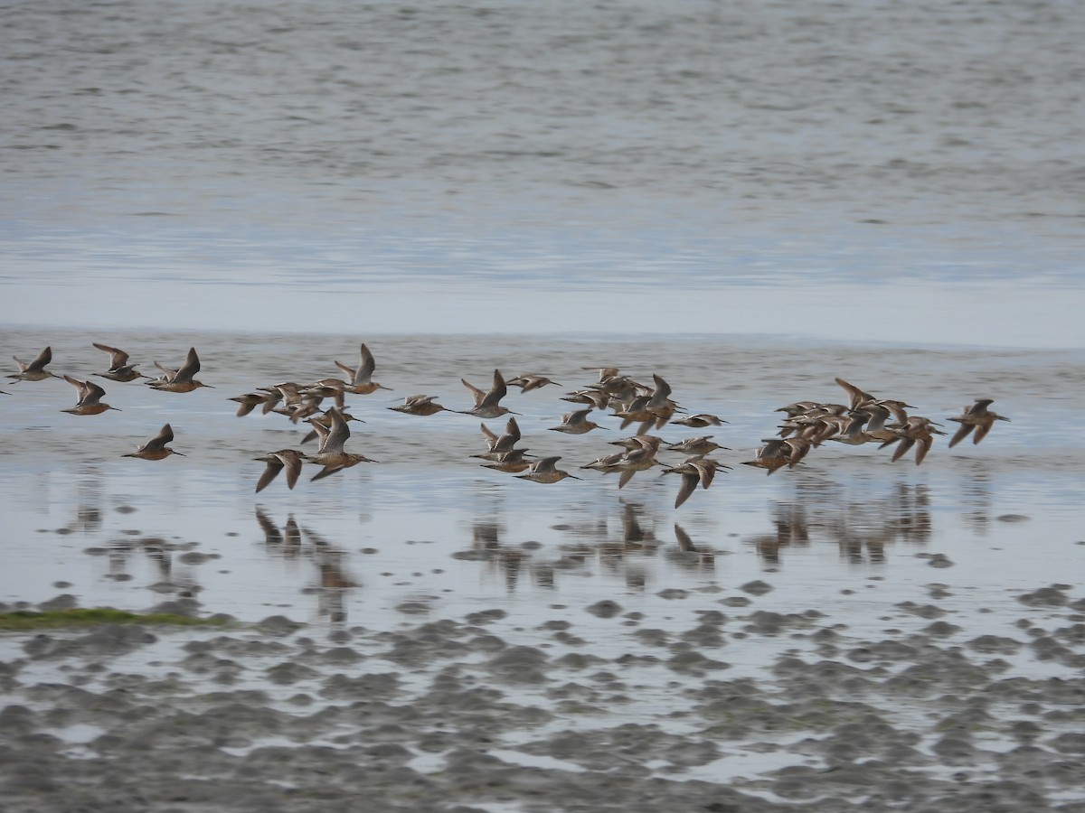 Short-billed Dowitcher - ML622074510