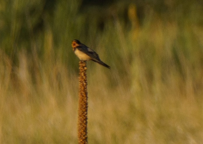 Barn Swallow - ML622074511