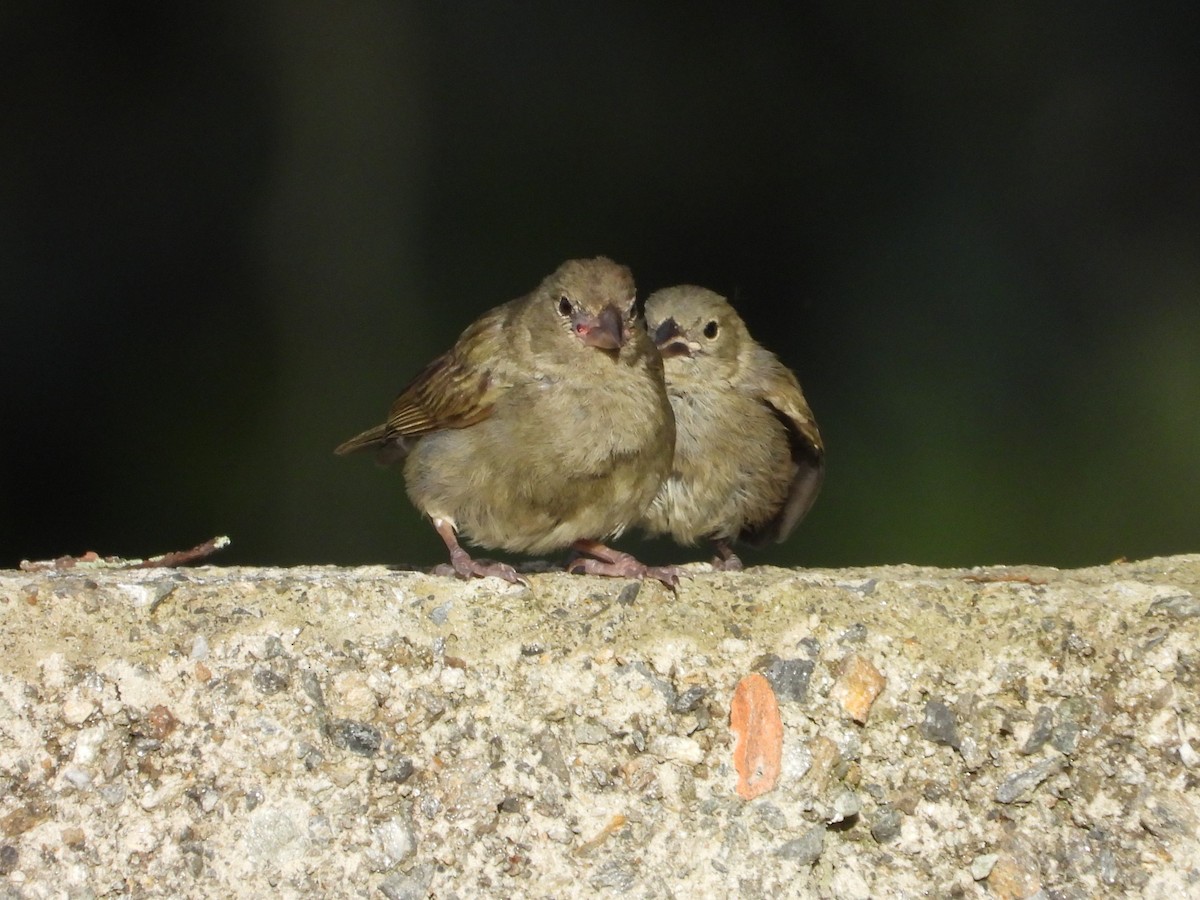 Black-faced Grassquit - ML622074512