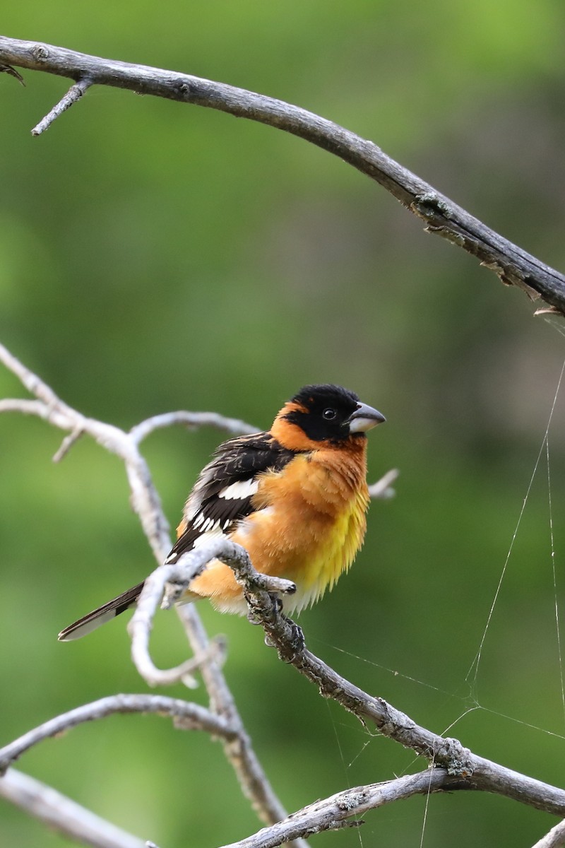 Black-headed Grosbeak - ML622074513