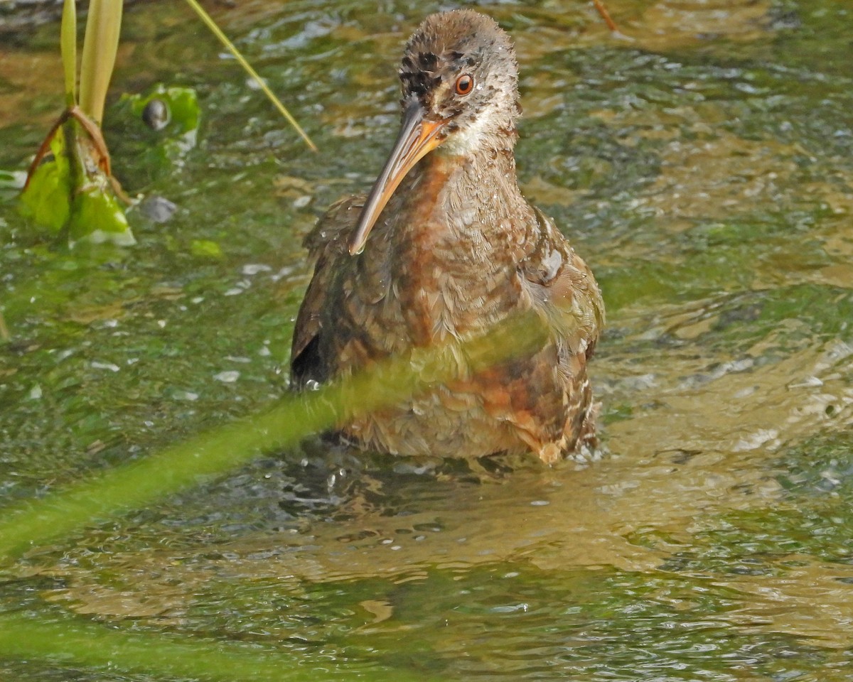 Clapper Rail - ML622074514