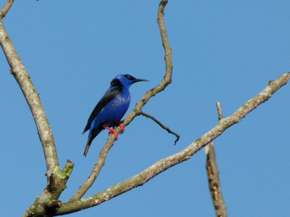 Red-legged Honeycreeper - ML622074515