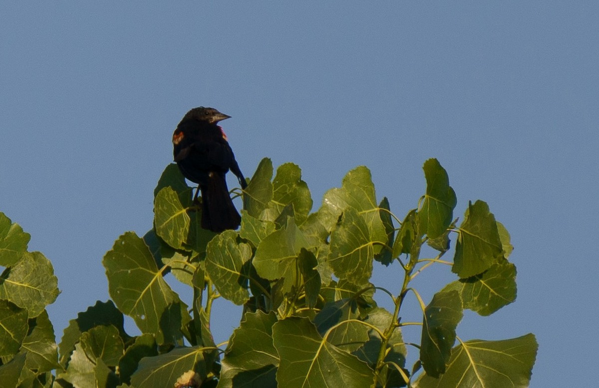 Red-winged Blackbird - ML622074516