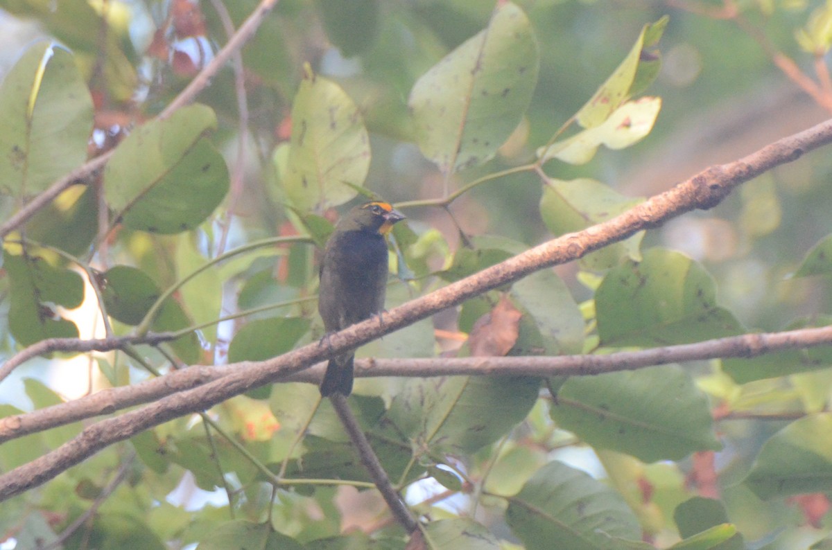 Yellow-faced Grassquit - ML622074517