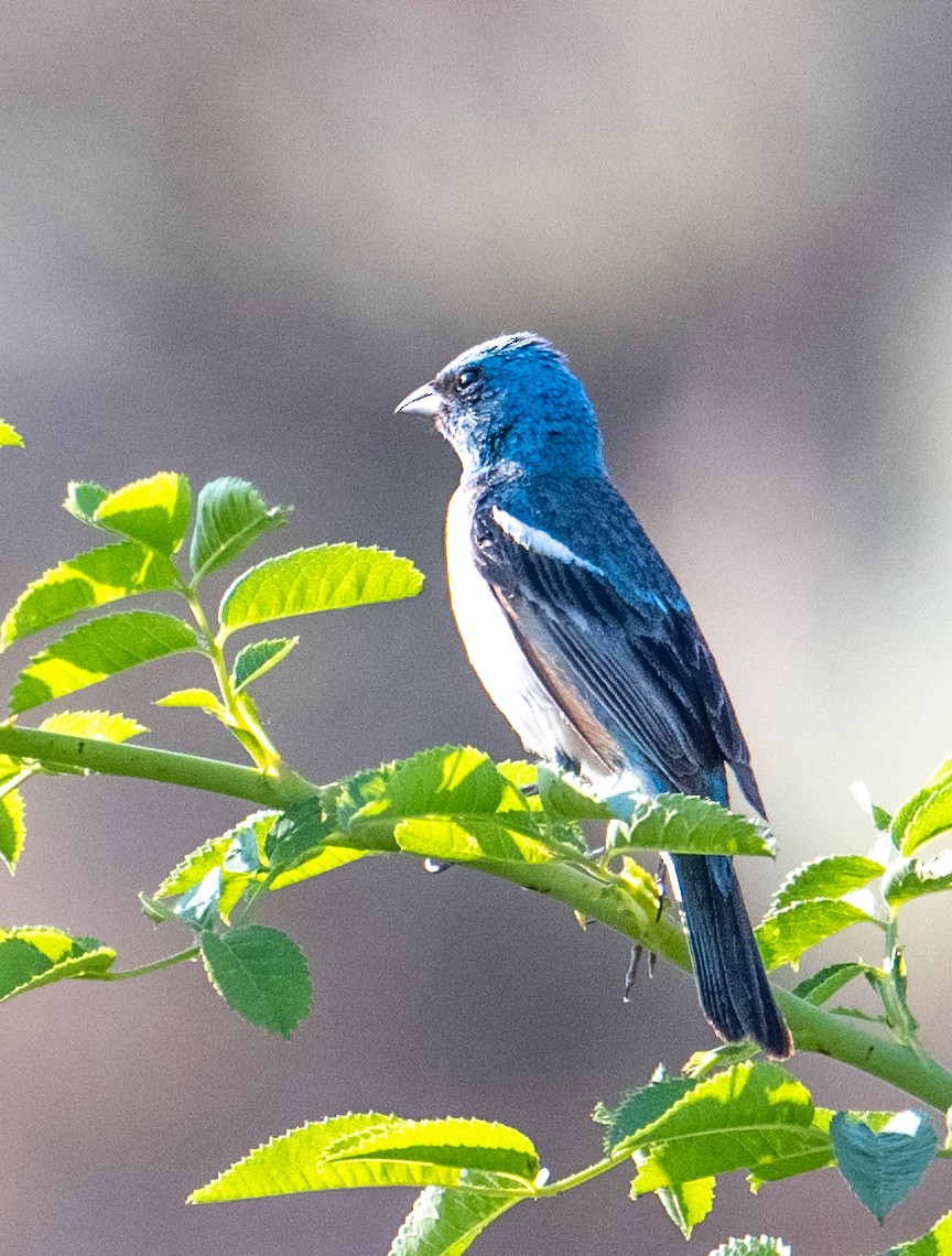 Lazuli Bunting - ML622074518