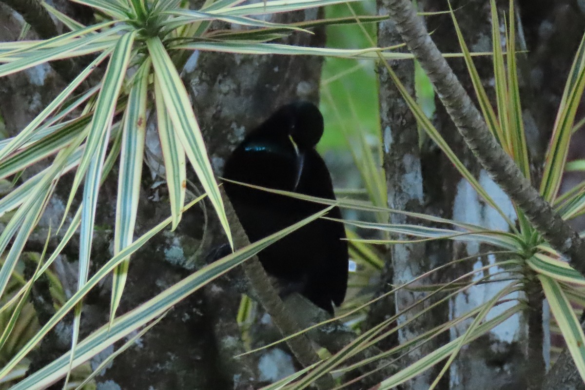 Victoria's Riflebird - ML622074520