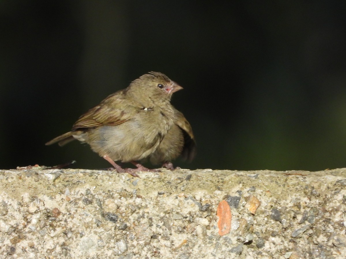 Black-faced Grassquit - ML622074523