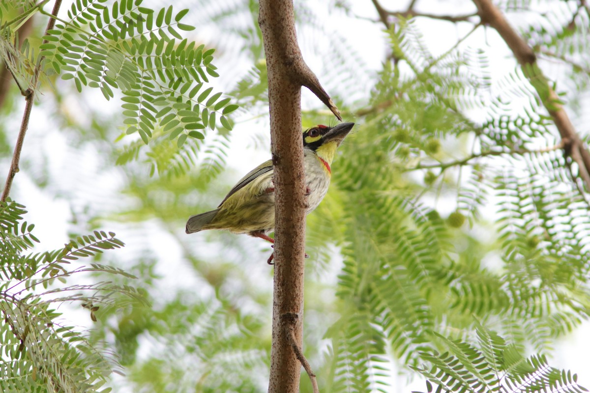 Coppersmith Barbet - ML622074525