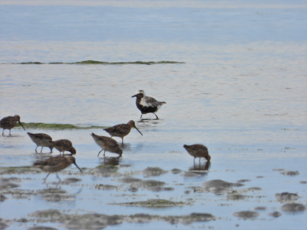 Black-bellied Plover - ML622074526