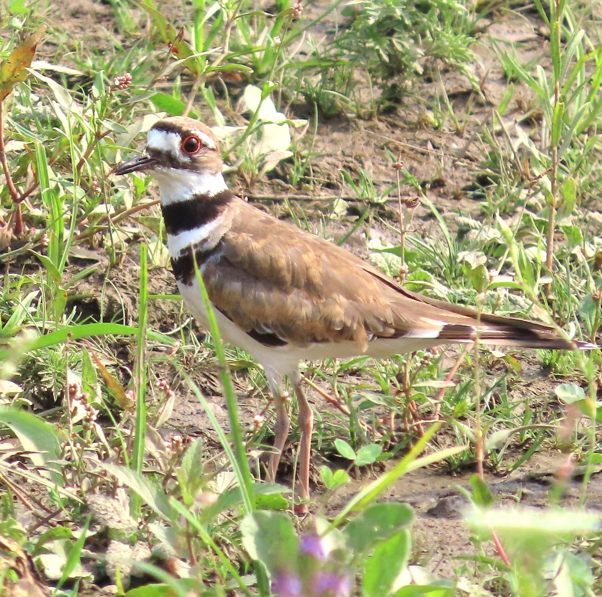 Killdeer - ML622074529