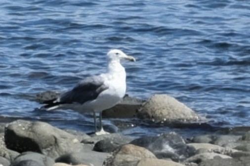 California Gull - ML622074532