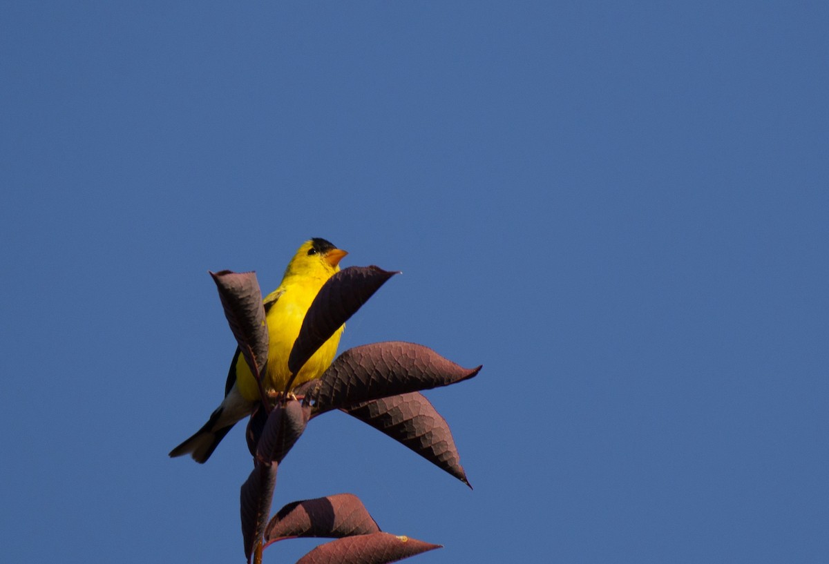 American Goldfinch - ML622074534