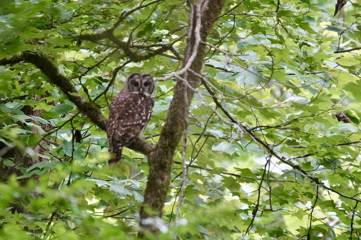 Barred Owl - ML622074545