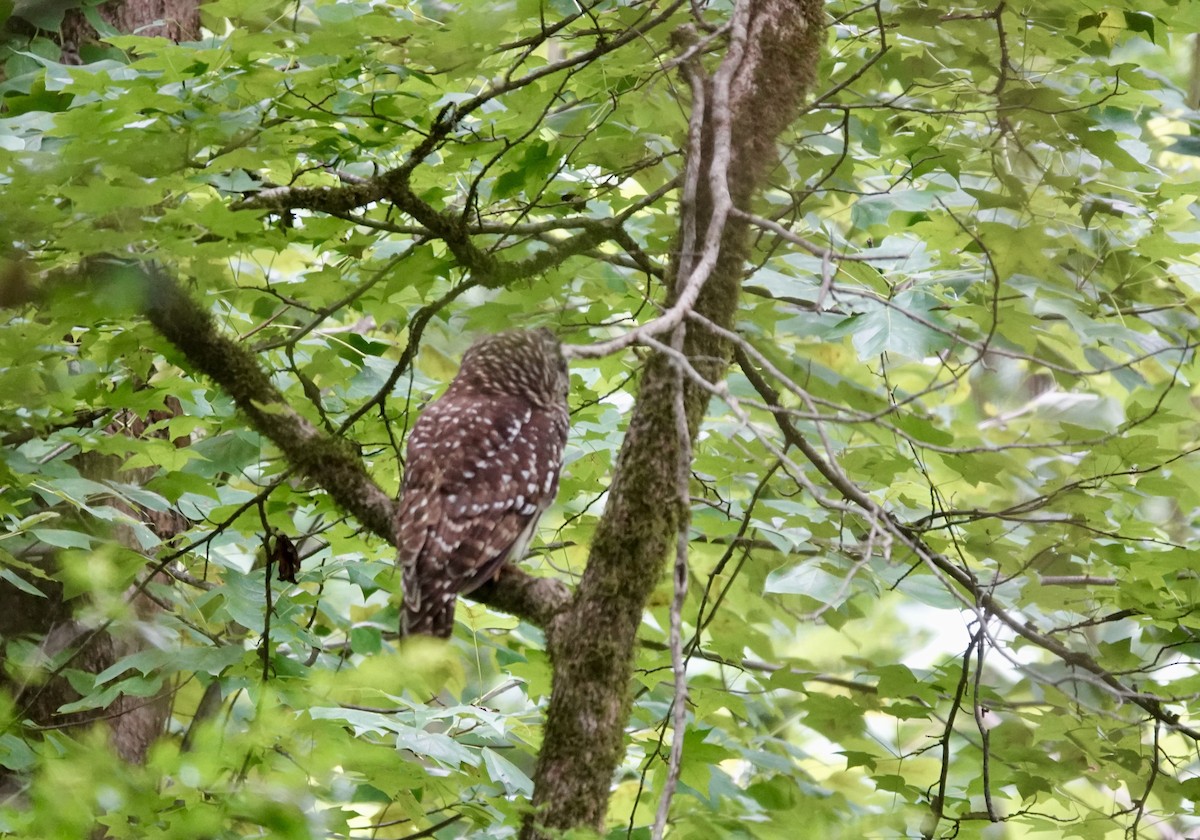 Barred Owl - ML622074546